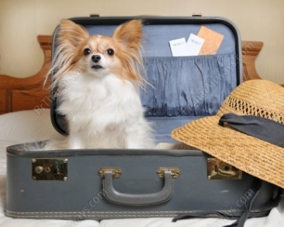 รู้หรือไม่ เราสามารถขนส่งสัตว์เลี้ยงทางเครื่องบินได้นะ !!! 